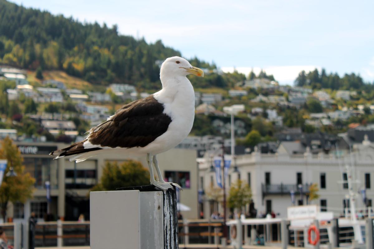 Southern Black-backed Gull (Larus dominicanus), Queenstown, Queenstown, Otago, New Zealand, 2014-03-08 Southern Black-backed Gull (Larus dominicanus)